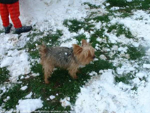 Photo de Yorkshire terrier