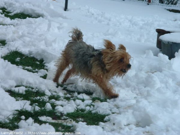 Photo de Yorkshire terrier