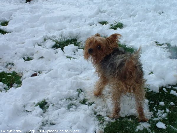 Photo de Yorkshire terrier