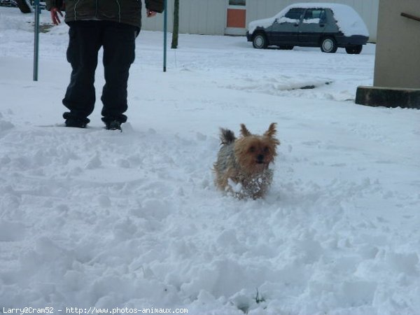 Photo de Yorkshire terrier