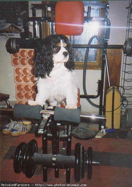 Photo de Cavalier king charles spaniel