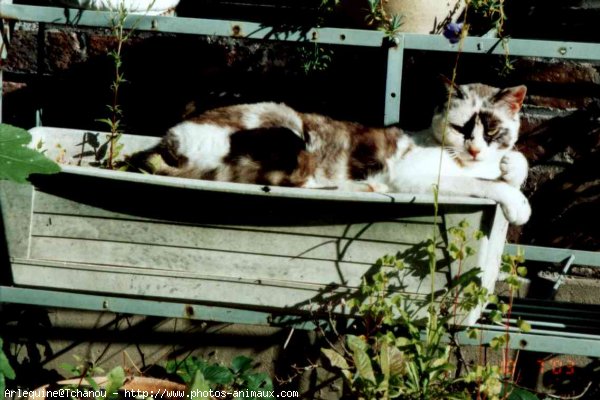 Photo de Chat domestique