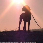 Photo de Dogue allemand