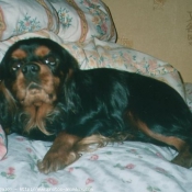 Photo de Cavalier king charles spaniel