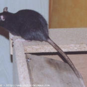 Photo de Rat