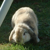 Photo de Lapin