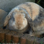 Photo de Lapin