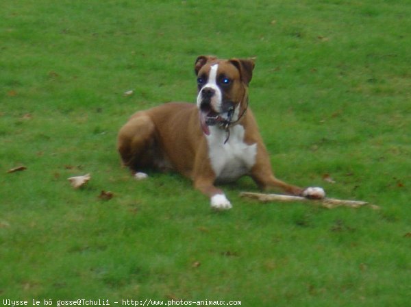 Photo de Boxer