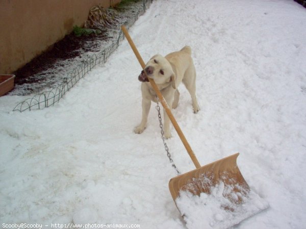 Photo de Labrador retriever