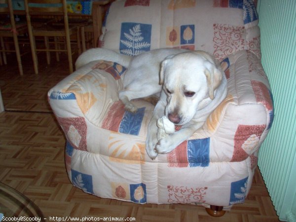 Photo de Golden retriever