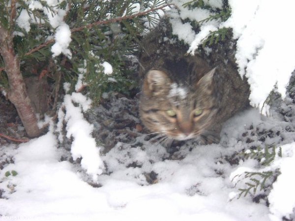 Photo de Chat domestique