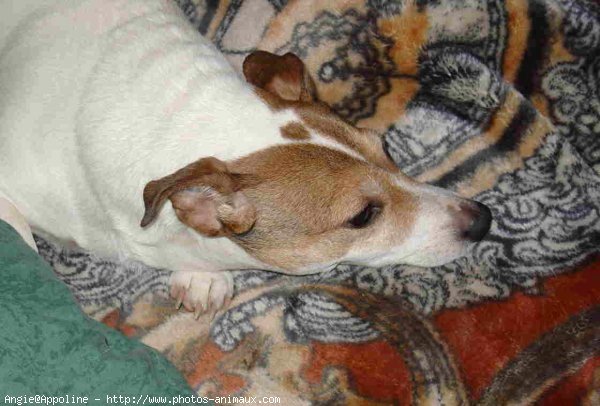 Photo de Jack russell terrier