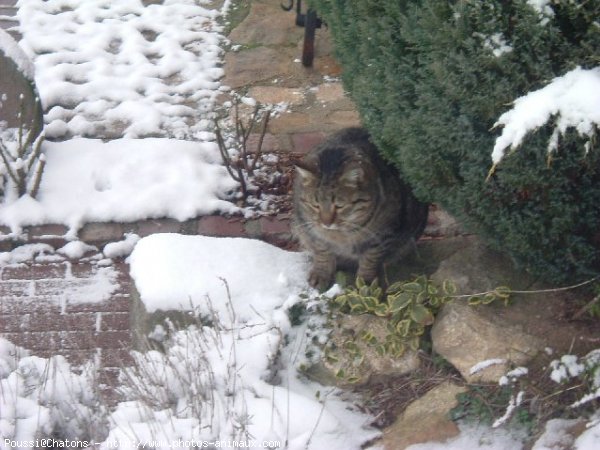 Photo de Chat domestique