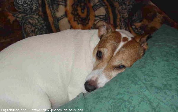 Photo de Jack russell terrier