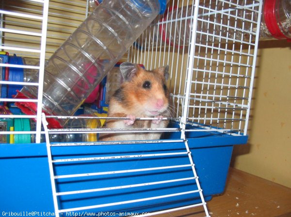 Photo de Hamster