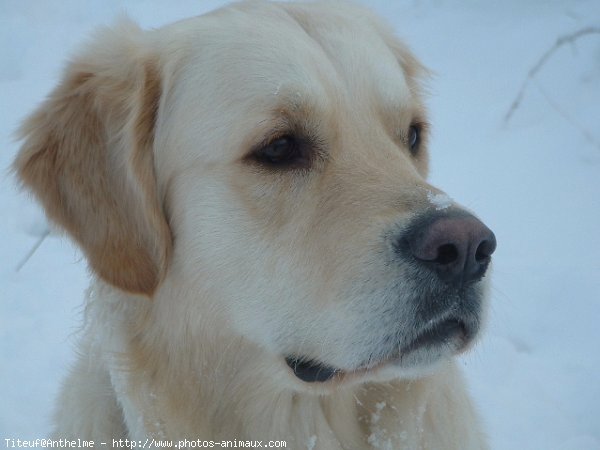 Photo de Golden retriever