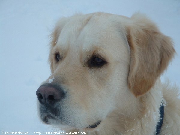 Photo de Golden retriever