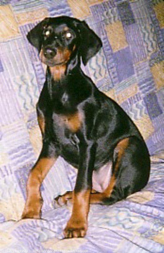 Photo de Dobermann