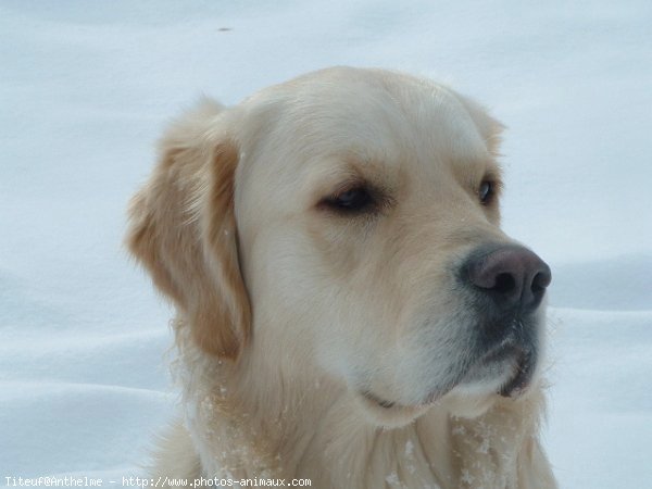 Photo de Golden retriever