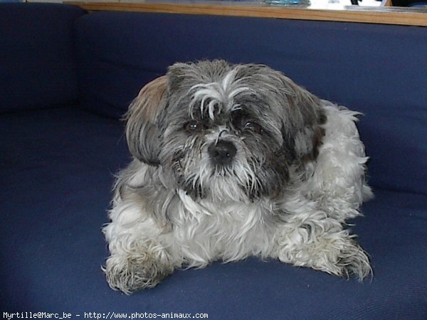 Photo de Shih tzu