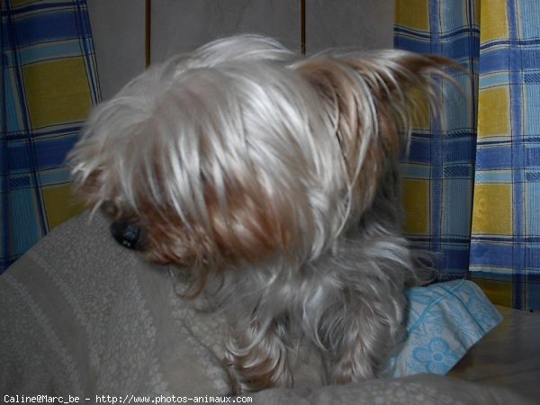 Photo de Yorkshire terrier