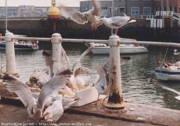 Photo de Mouette