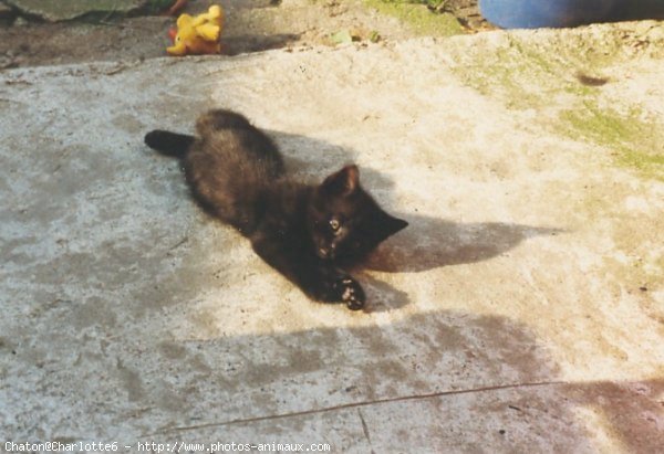 Photo de Chat domestique