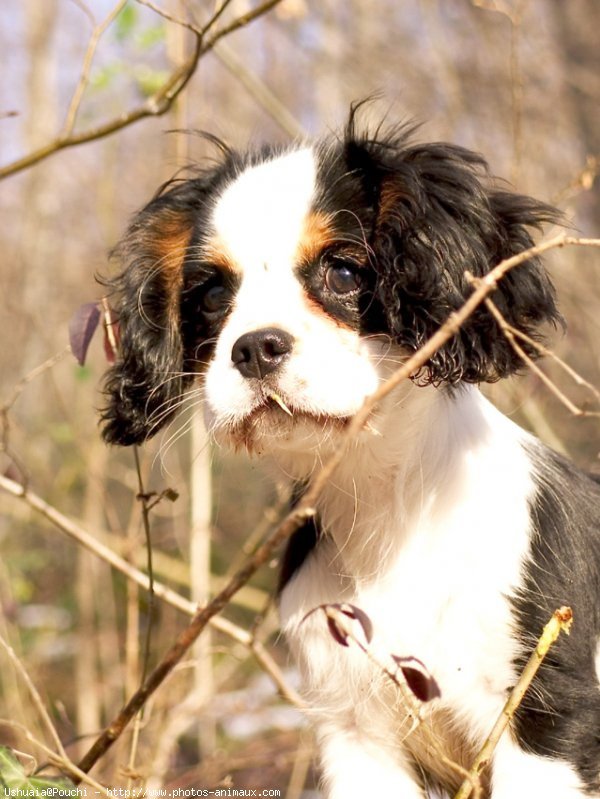 Photo de Cavalier king charles spaniel