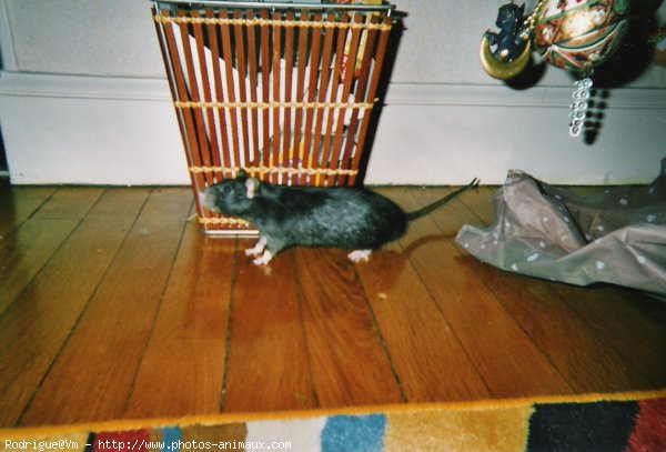 Photo de Rat