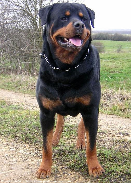 Photo de Rottweiler