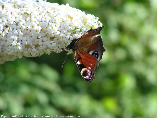 Photo de Papillon