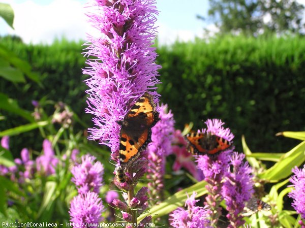 Photo de Papillon