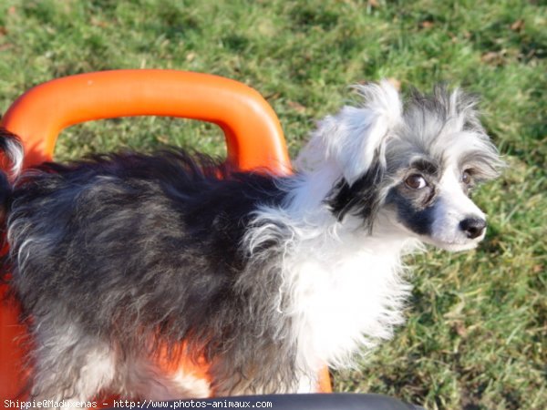 Photo de Chien chinois nu  crte