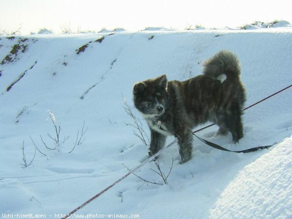 Photo d'Akita inu