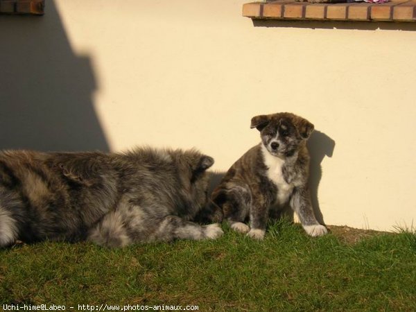 Photo d'Akita inu