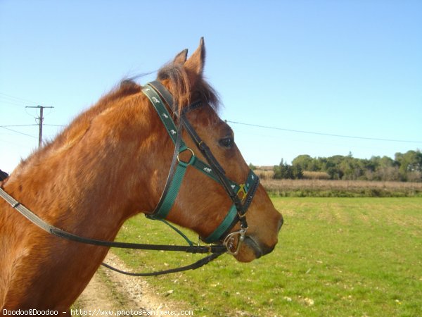 Photo de Trotteur franais