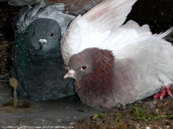 Photo de Pigeon