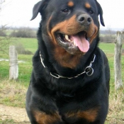 Photo de Rottweiler