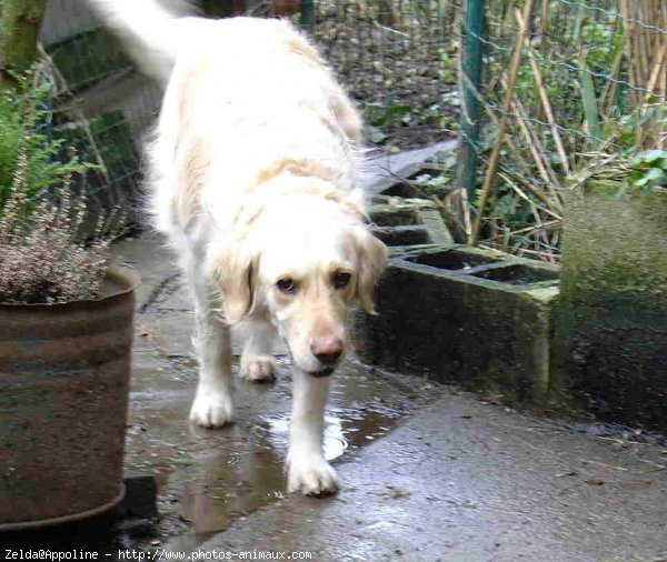 Photo de Golden retriever