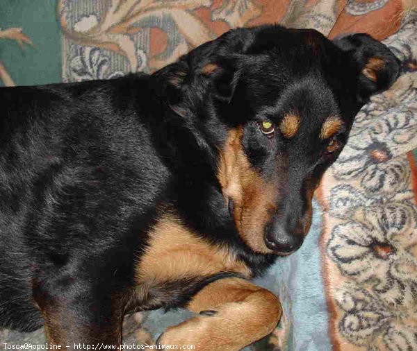 Photo de Rottweiler