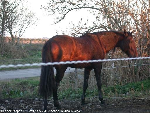 Photo de Lusitanien