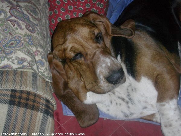 Photo de Basset hound