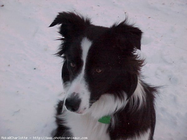 Photo de Border collie