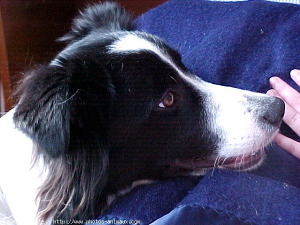 Photo de Border collie