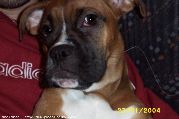 Photo de Boxer