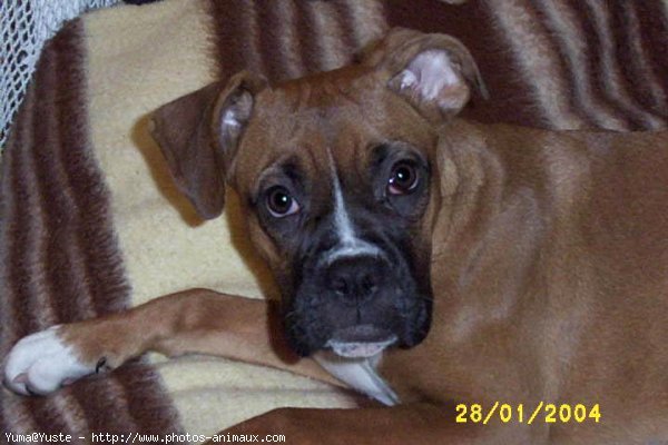 Photo de Boxer