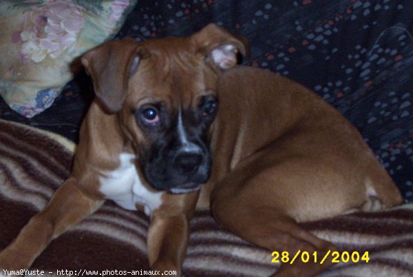 Photo de Boxer