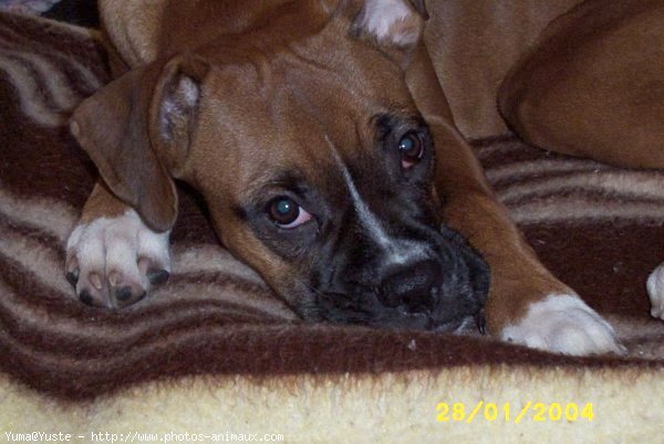 Photo de Boxer