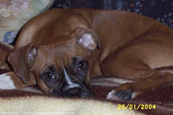 Photo de Boxer