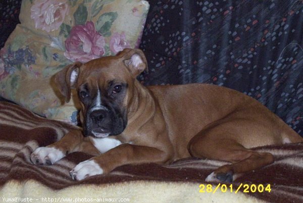 Photo de Boxer